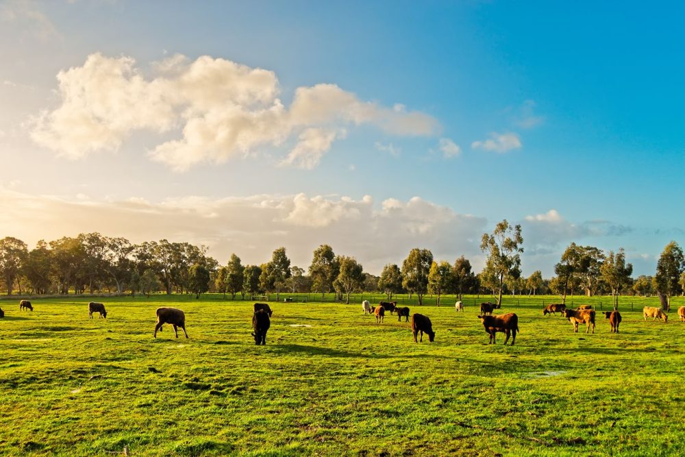 Cows_grazing _ rural_123RF_11zon